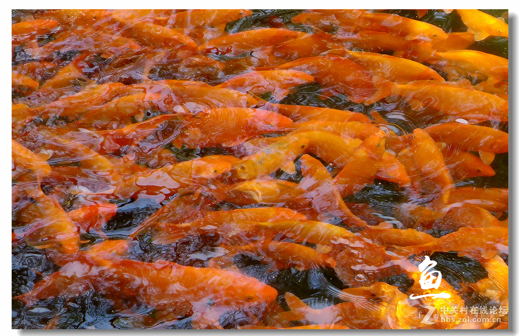 什么魚吃魚屎_吃魚屎的魚叫什么_吃魚屎的魚