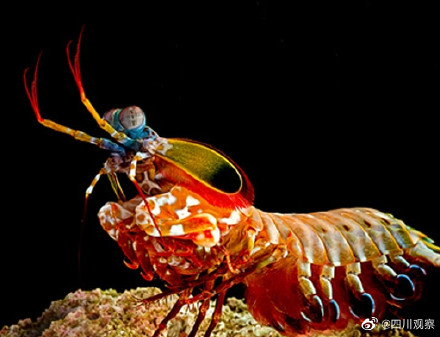 鯰魚是世界上最臟的魚_鯰魚是不是最臟的_鯰魚到底有多臟