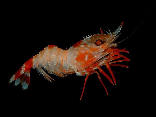 鯰魚是不是最臟的_鯰魚是世界上最臟的魚_鯰魚到底有多臟