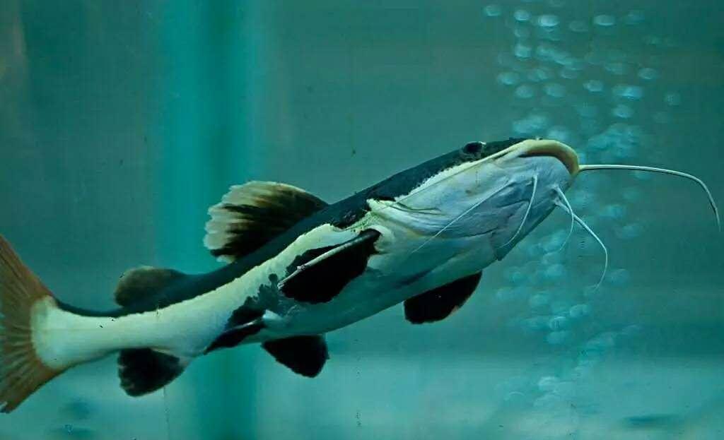 鯰魚真是最臟的魚嗎？這件事是真的！