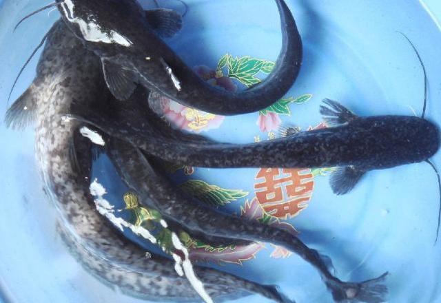 鯰魚是世界上最臟的魚_鯰魚世界上最臟的魚_鯰魚到底有多臟