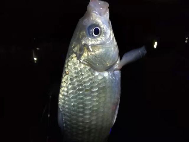 釣魚夏季釣照顧還是腥_釣魚夏季用腥料還是腥餌好_夏季釣魚