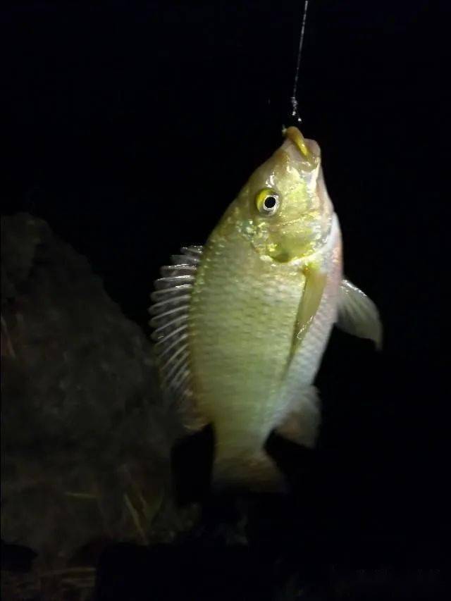 夏季釣魚_釣魚夏季用腥料還是腥餌好_釣魚夏季釣照顧還是腥