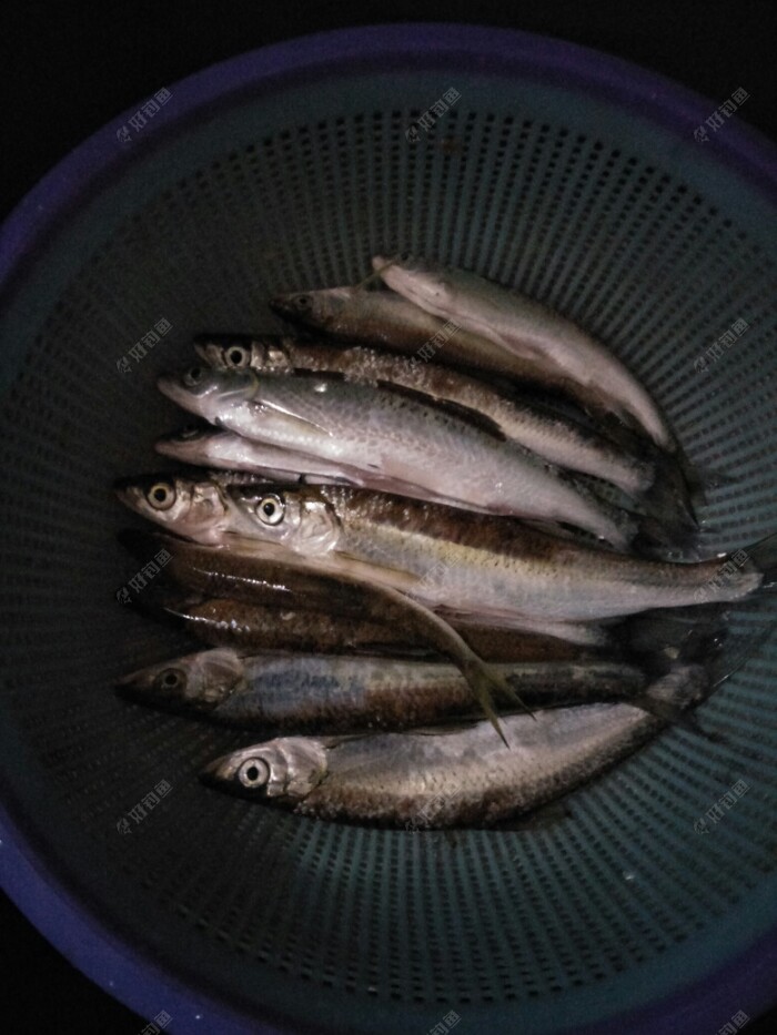 白條魚怎么釣_冬天如何釣白條魚_釣白條魚的最佳水深