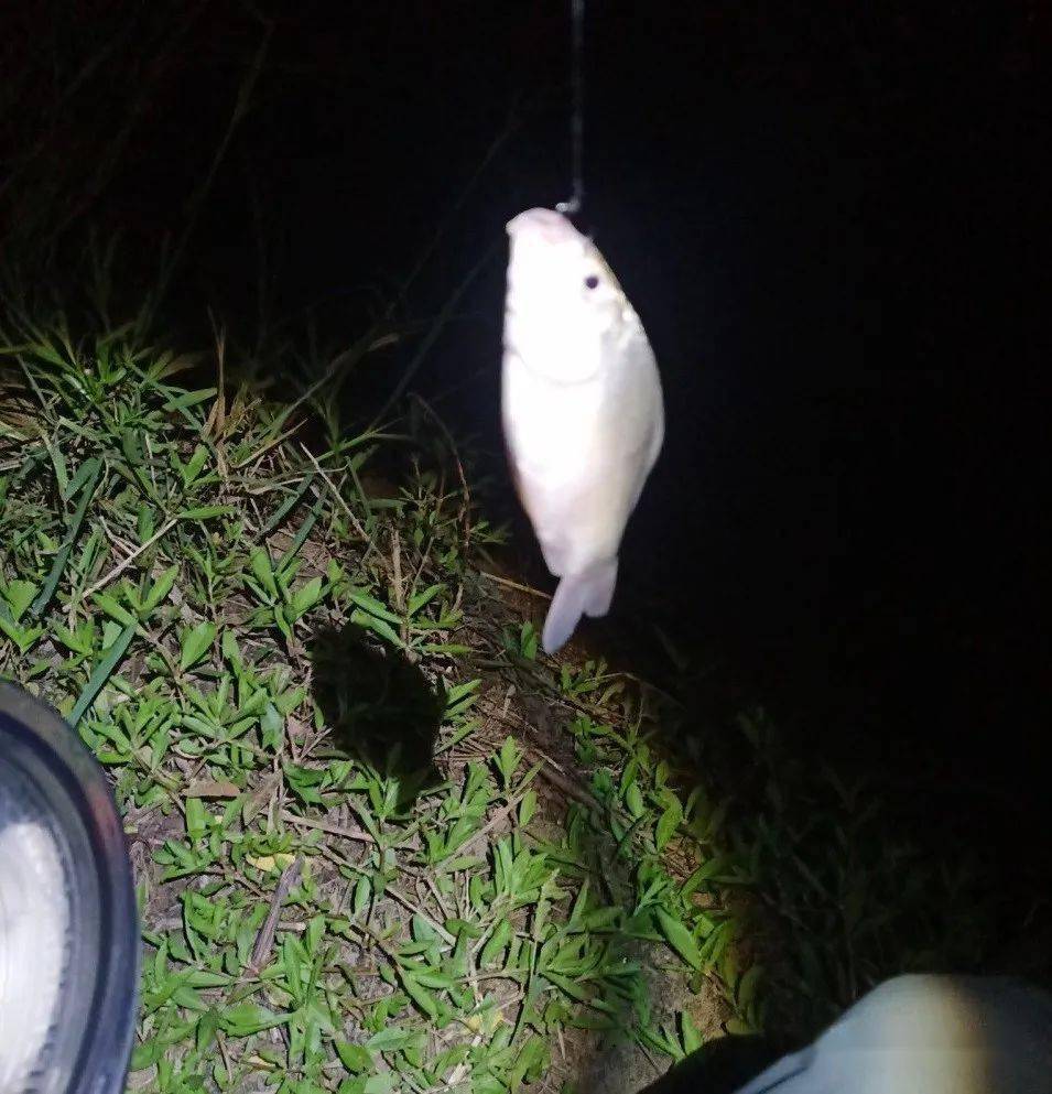釣白條魚的最佳水深_冬天如何釣白條魚_白條魚怎么釣