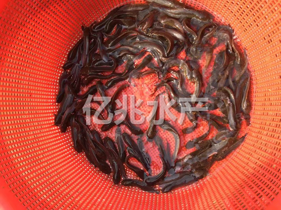 養殖泥鰍的利潤和成本_養殖泥鰍投資多少錢_我想養泥鰍投資多少錢