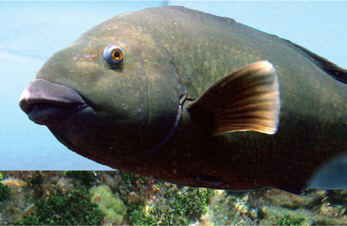 耳朵里的魚_魚耳朵里面的東西能吃嗎_魚有耳朵嗎