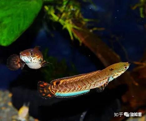 耳朵里的魚_魚有耳朵嗎_魚耳朵里面的東西能吃嗎
