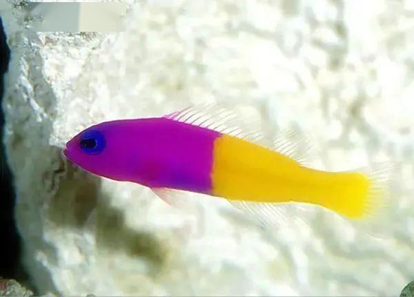 魚有耳朵嗎_耳朵魚長什么樣_魚耳朵里面的東西能吃嗎