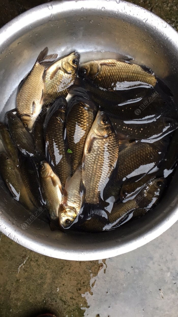 海釣魚餌_海釣的魚餌_海釣魚餌料