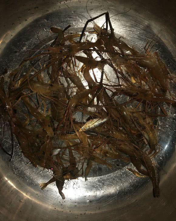 海釣魚餌料_海釣的魚餌_海釣魚餌