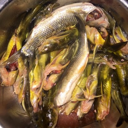 海釣魚餌料_海釣魚餌_海釣的魚餌