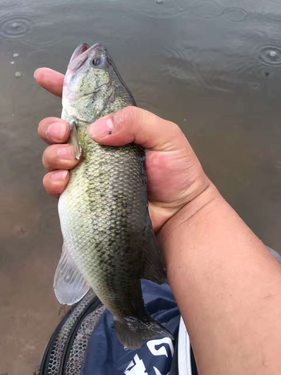 北京海鱸魚多少錢一斤，價格是多少呢？怎么吃？