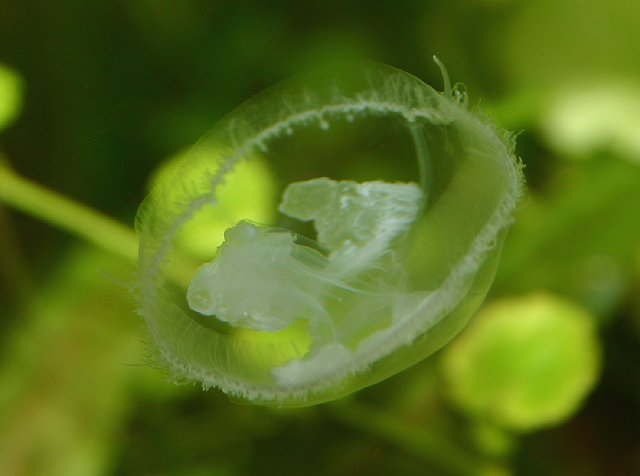 桃花水母簡介_桃花水母天窗百科_桃花水母