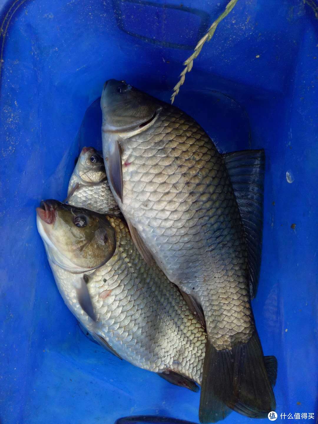 魚生活特點_魚的生活習性_各種魚的生活環境