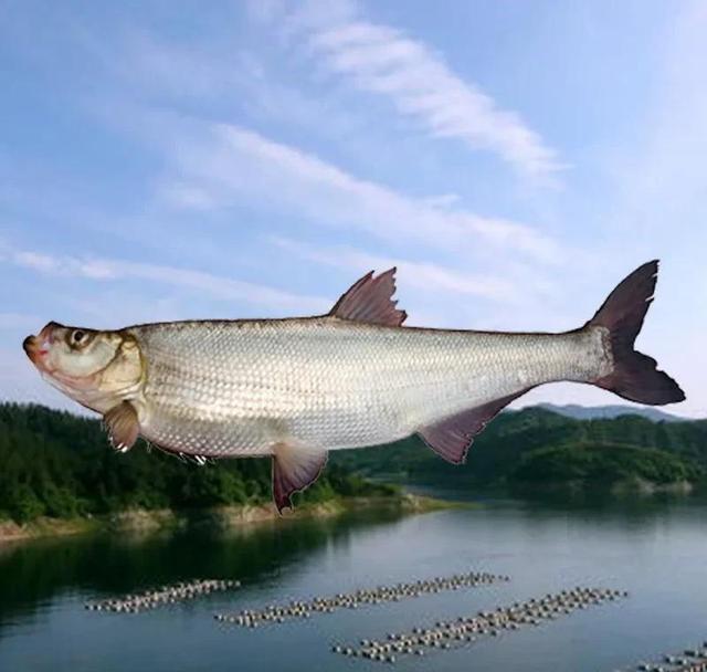 魚的生活習性_魚生活特點_各種魚的生活環境