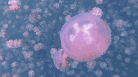桃花水母 成都一小區池塘中發現“水中大熊貓”