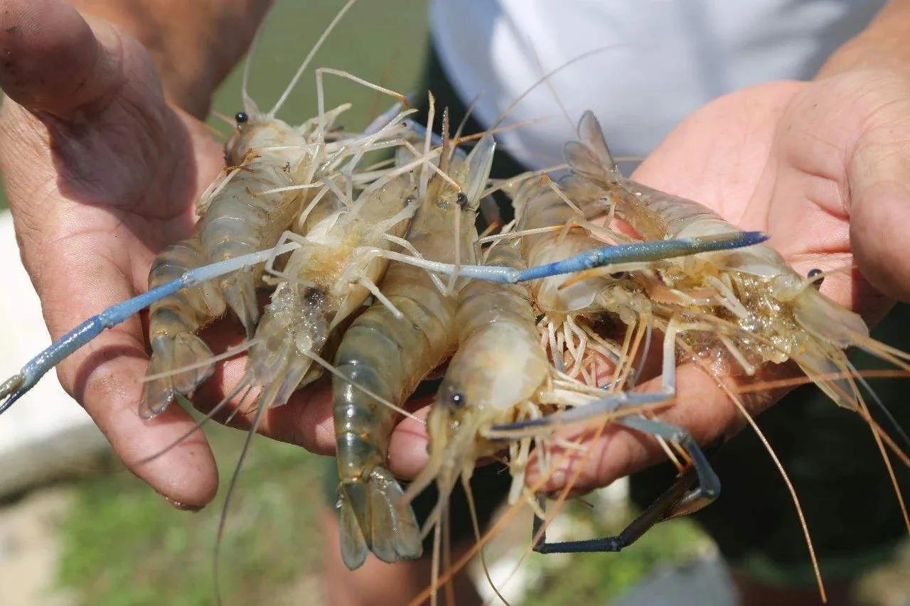 魚生活特點_魚的生活習性_各種魚的生活特點