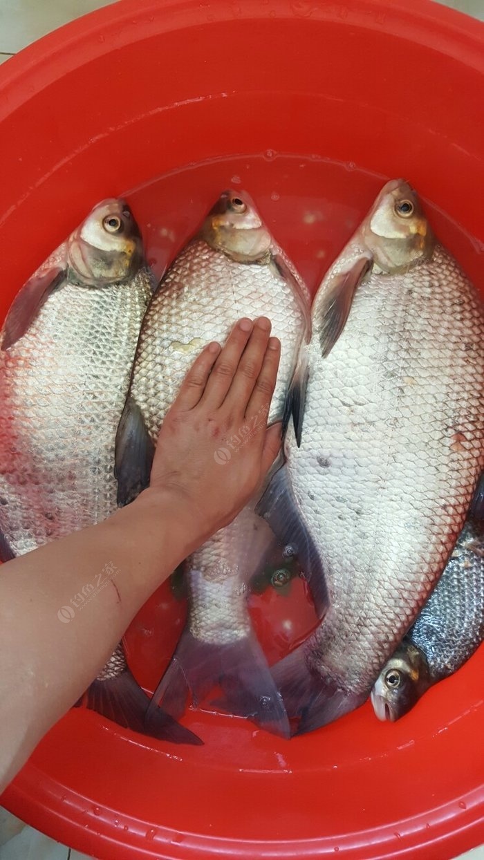 魚生活特點_各種魚的生活特點_魚的生活習性