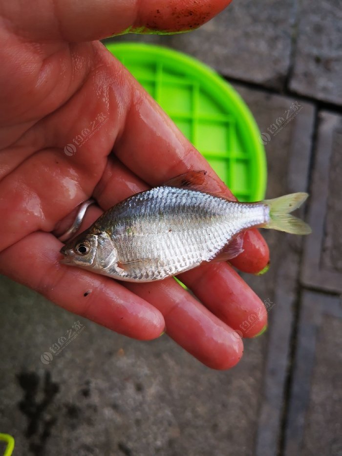 各種魚的生活特點_魚的生活習性_魚生活特點
