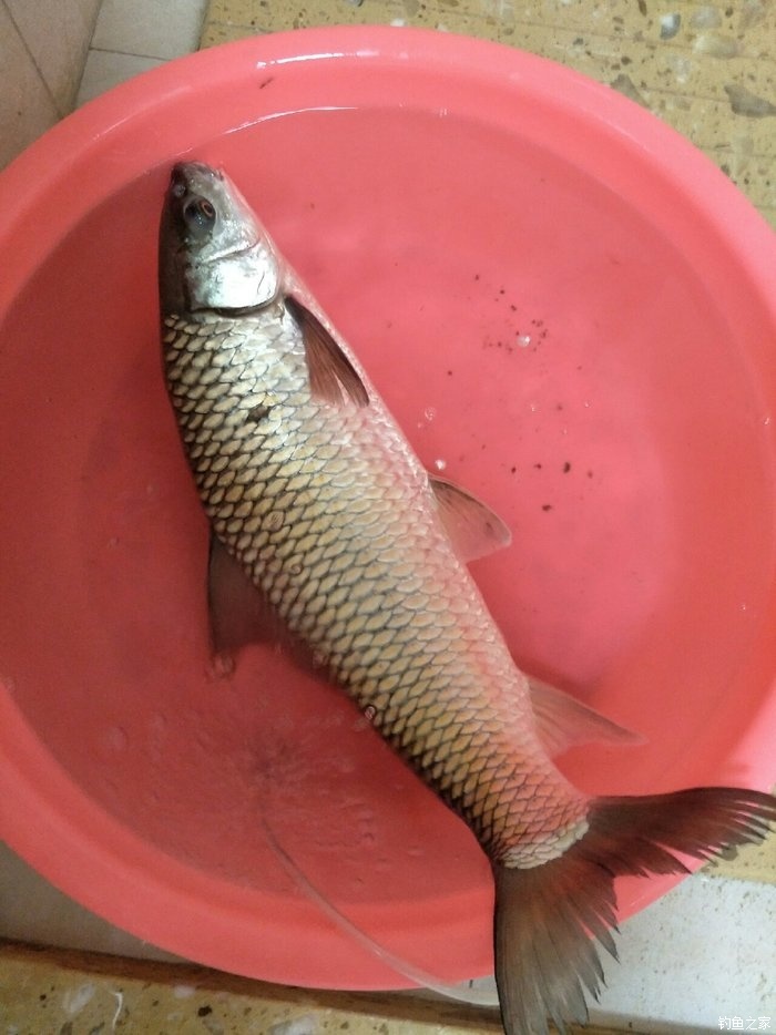 各種魚的生活特點_魚生活特點_魚的生活習性