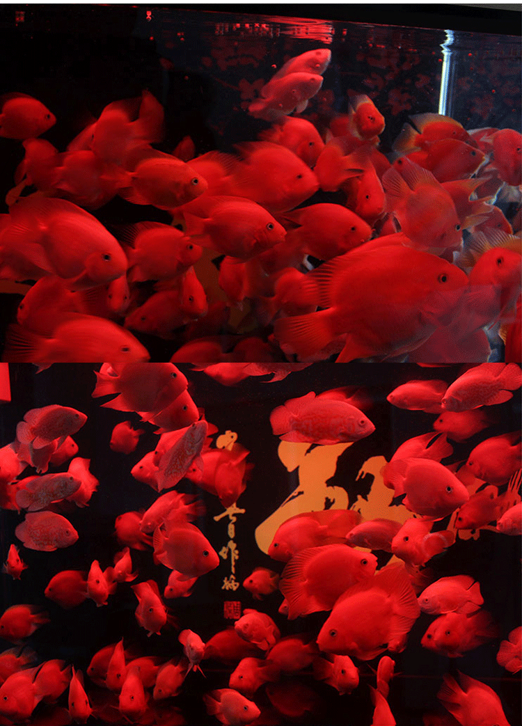 財神魚叫什么名字_財神魚是風水魚嗎_財神魚是什么魚