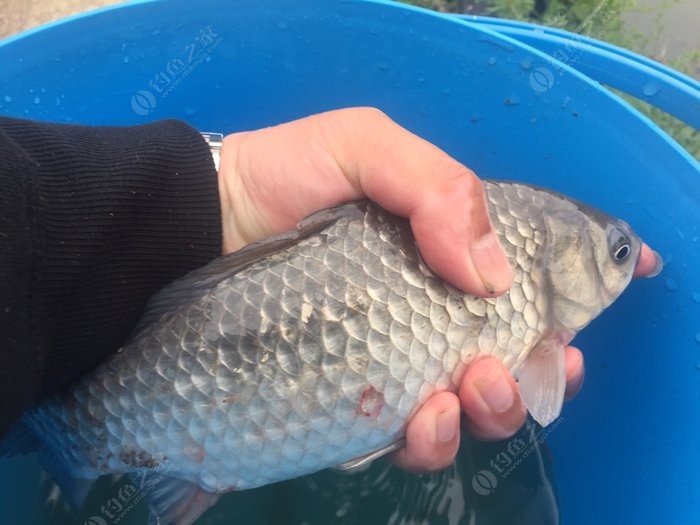 龍河灣垂釣園周六白天釣小魚20元，釣大魚40元