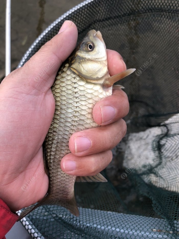 廊坊釣魚吧魚訊_廊坊釣魚吧百度貼吧_廊坊釣魚網