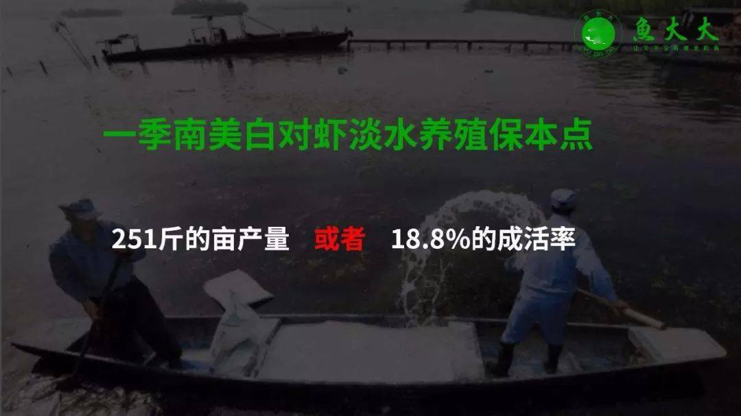 斑節對蝦_斑節對蝦是海蝦嗎_斑節對蝦多少錢一斤
