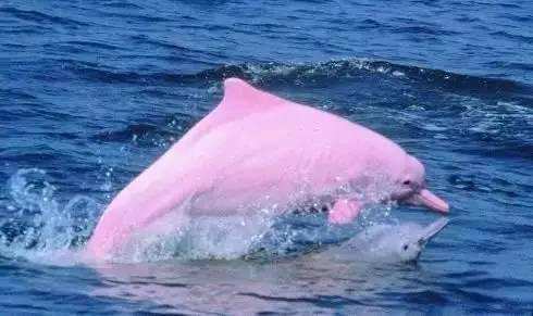 海豚救人的真實故事_海豚救人視頻_海豚救人