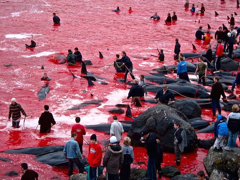 海豚救人的真實故事_海豚救人視頻_海豚救人