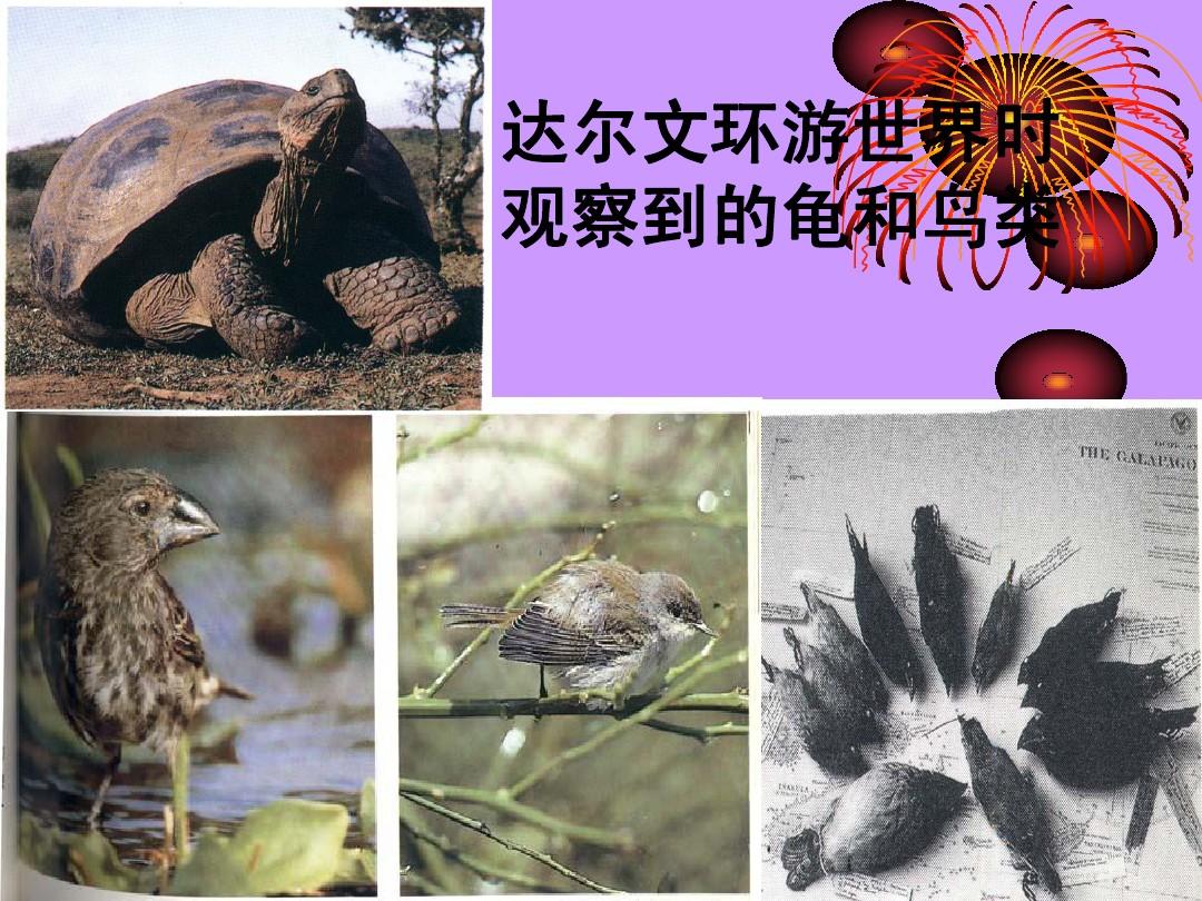 巴西龜的危害性_巴西龜害處_巴西龜的危害