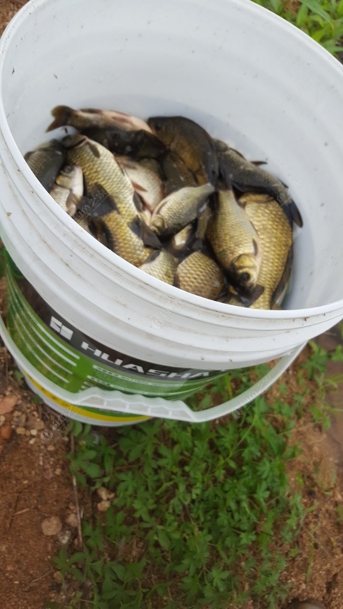 釣魚高手的視頻_釣魚高手_釣魚高手破解版下載