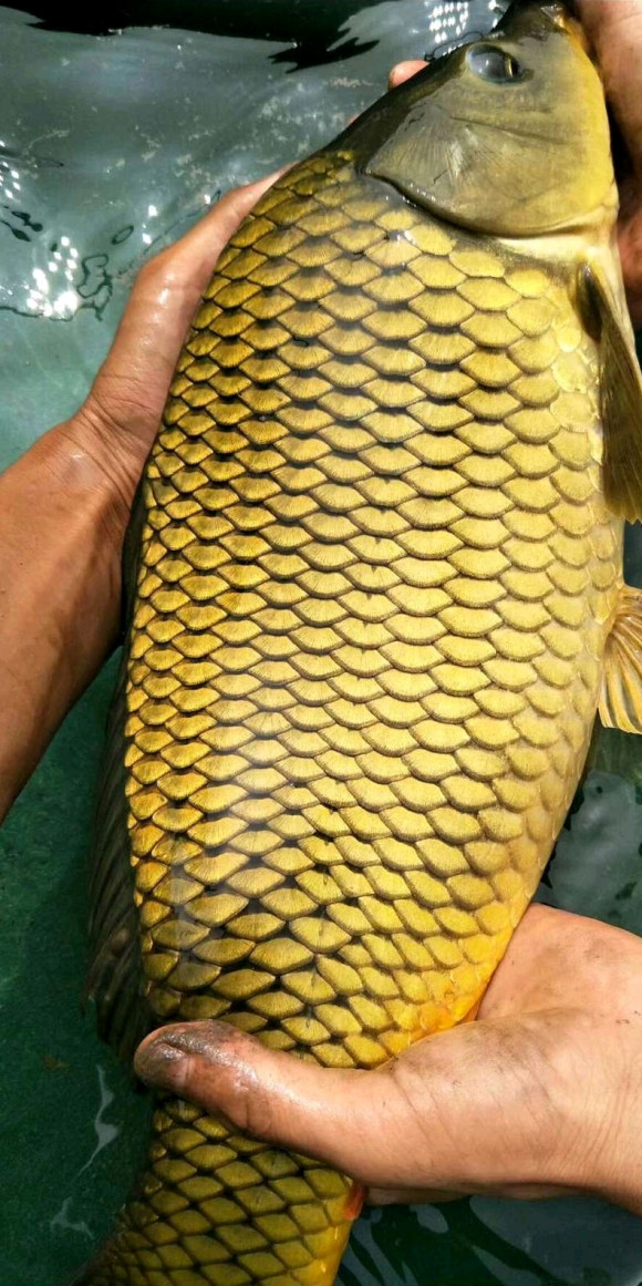 釣魚高手破解版下載_狐貍釣魚高手_釣魚高手