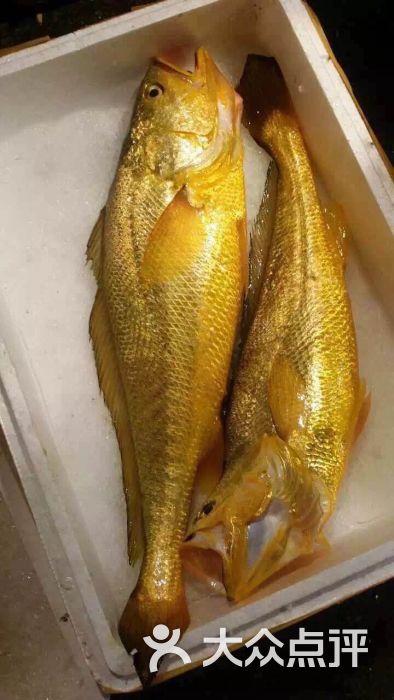 寧波一漁民捕撈到4950斤野生大黃魚賣出高價