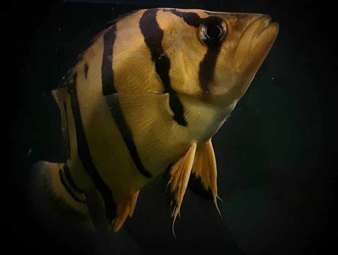蘇門答臘虎魚怎么飼養_蘇門答臘虎魚_蘇門答臘虎魚能活多久