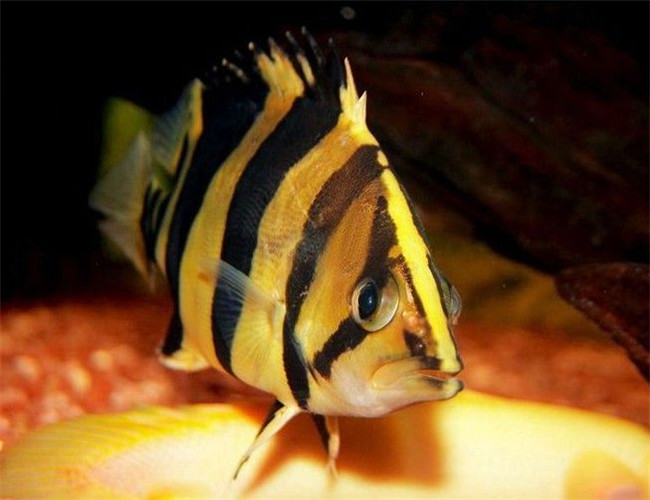 蘇門答臘虎魚怎么飼養_蘇門答臘虎魚_蘇門答臘虎魚能活多久