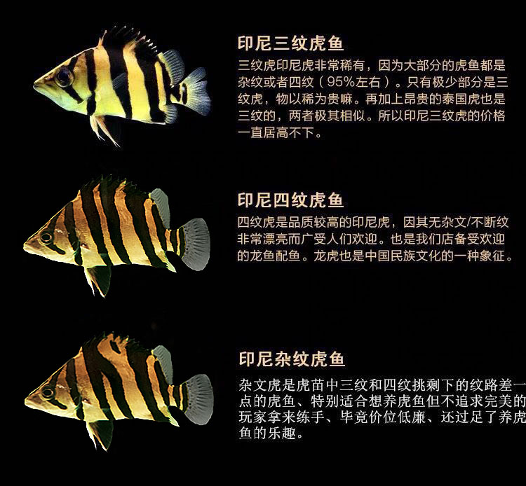 蘇門答臘虎魚能活多久_虎魚蘇門答臘好養嗎_蘇門答臘虎魚