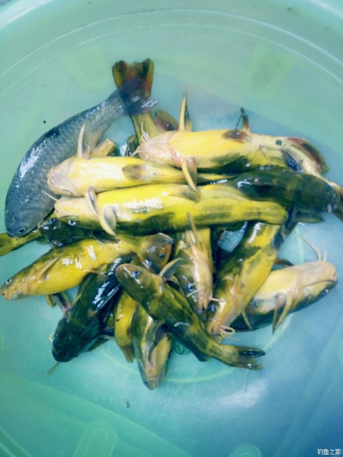 釣黃顙魚用什么打窩_黃顙用什么打窩比較好_野河釣黃顙魚怎樣打窩
