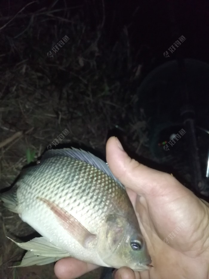釣魚技巧手桿圖解_手桿釣魚技巧_釣魚技巧手桿視頻