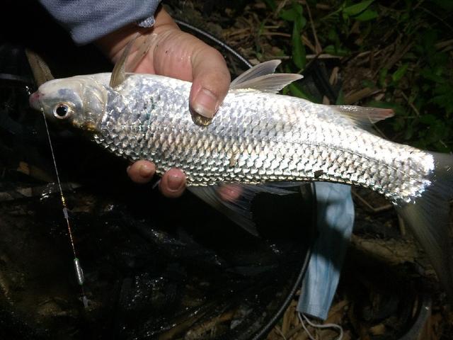 手桿釣魚技巧_釣魚技巧手桿圖解_釣魚技巧手桿視頻