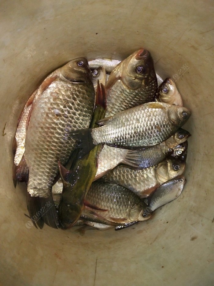 釣魚游戲_釣魚游戲大全_釣魚游戲破解版無限金幣鉆石版