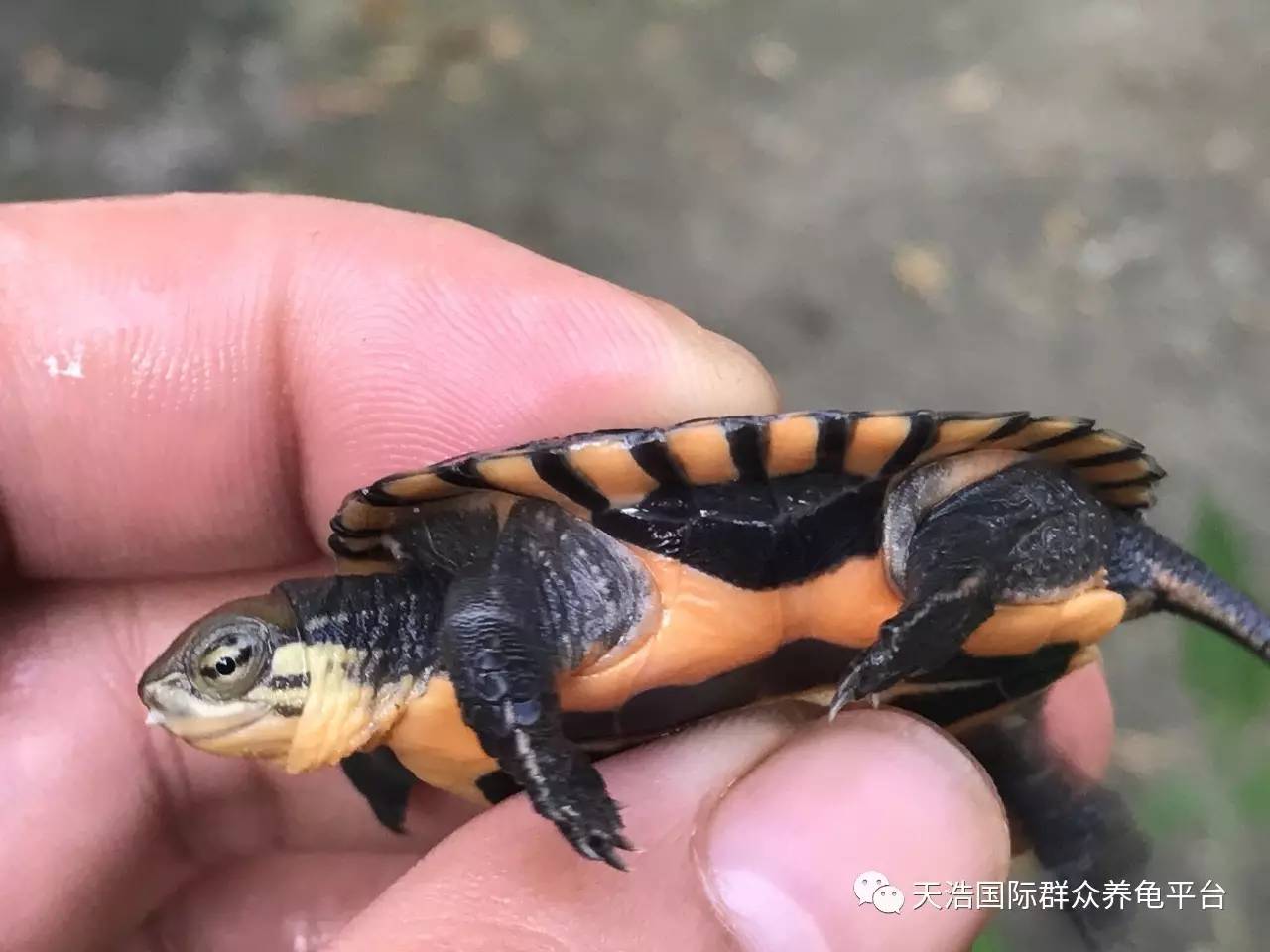 烏龜脫殼全過程_烏龜脫殼_烏龜脫殼是怎么回事