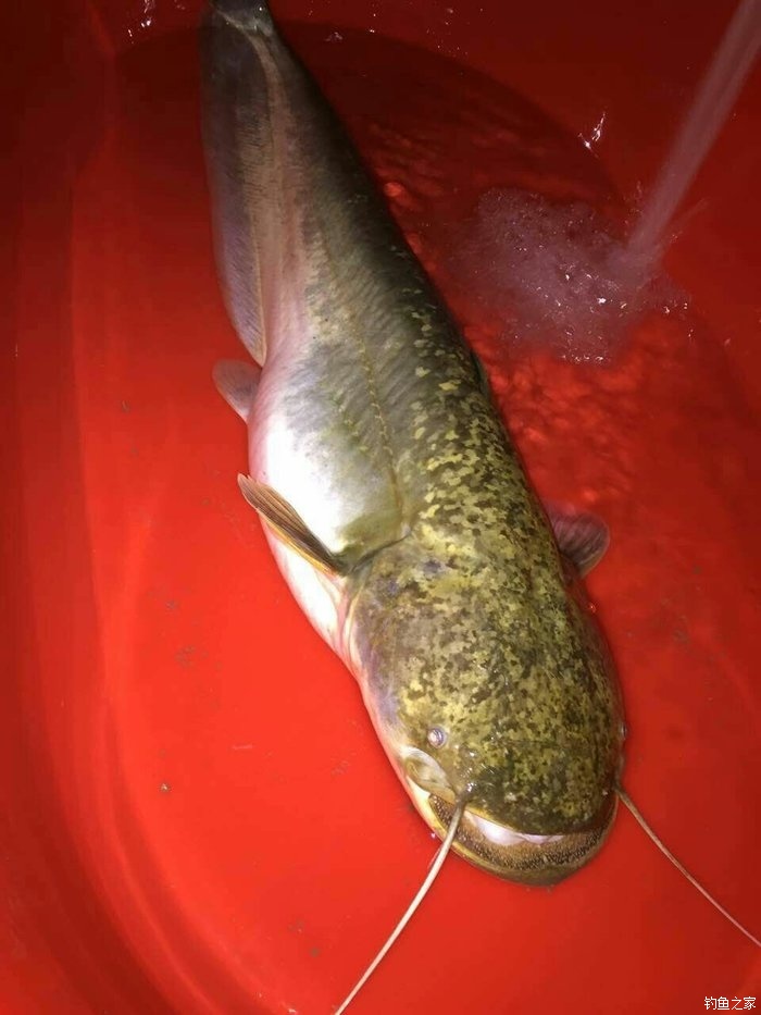 100種常見魚類名稱有哪些？常見名字海魚及圖片大全