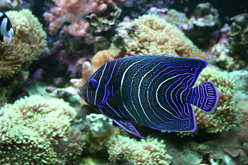 浙江海鱸魚多少錢一斤_海鱸魚價格一斤多少錢_鱸魚價錢