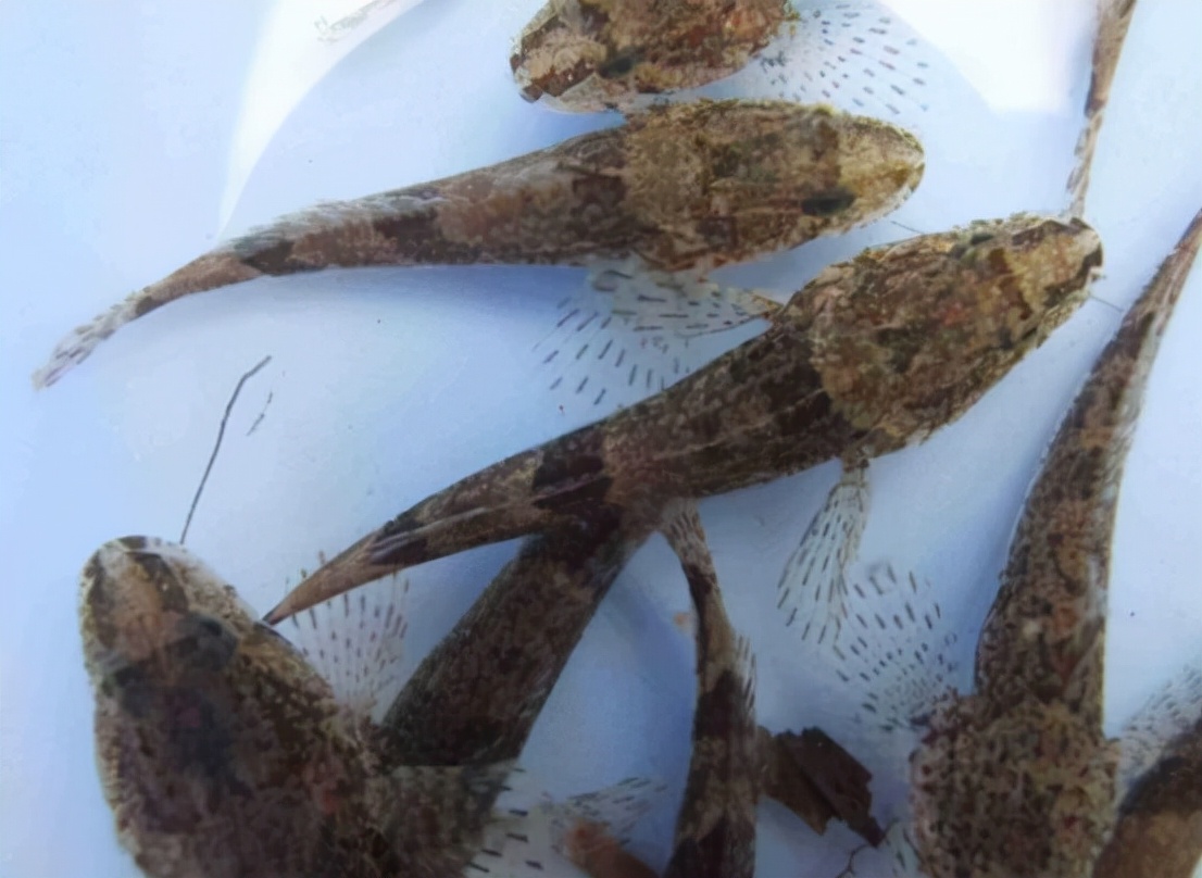 鱸魚價錢_海鱸魚價格一斤多少錢_浙江海鱸魚多少錢一斤