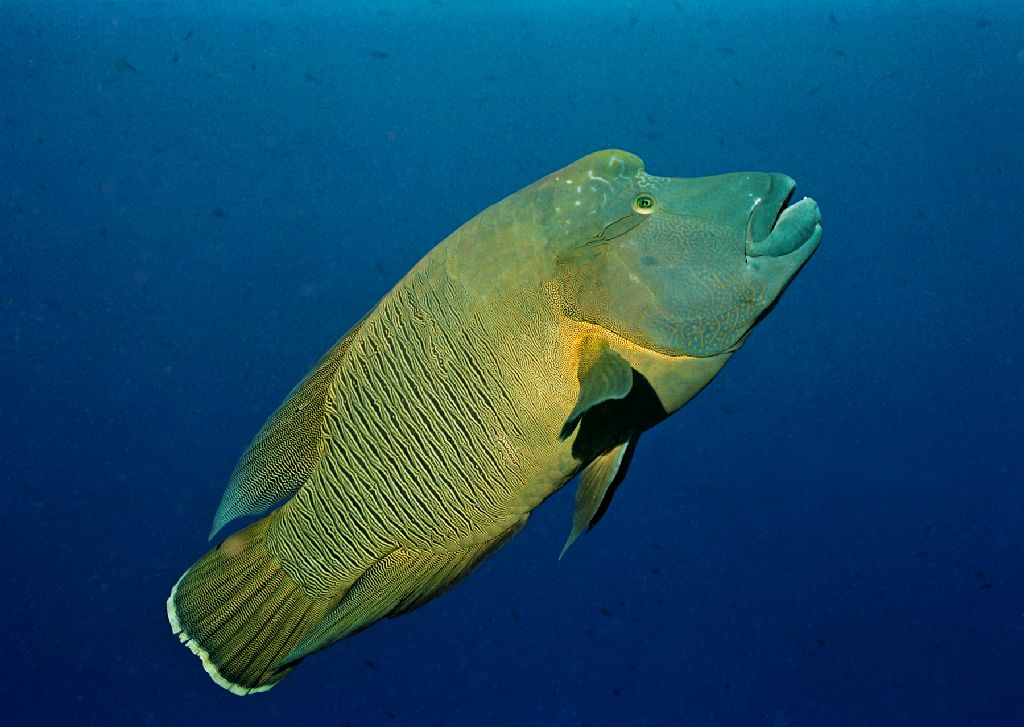 浙江海鱸魚多少錢一斤_鱸魚價錢_海鱸魚價格一斤多少錢