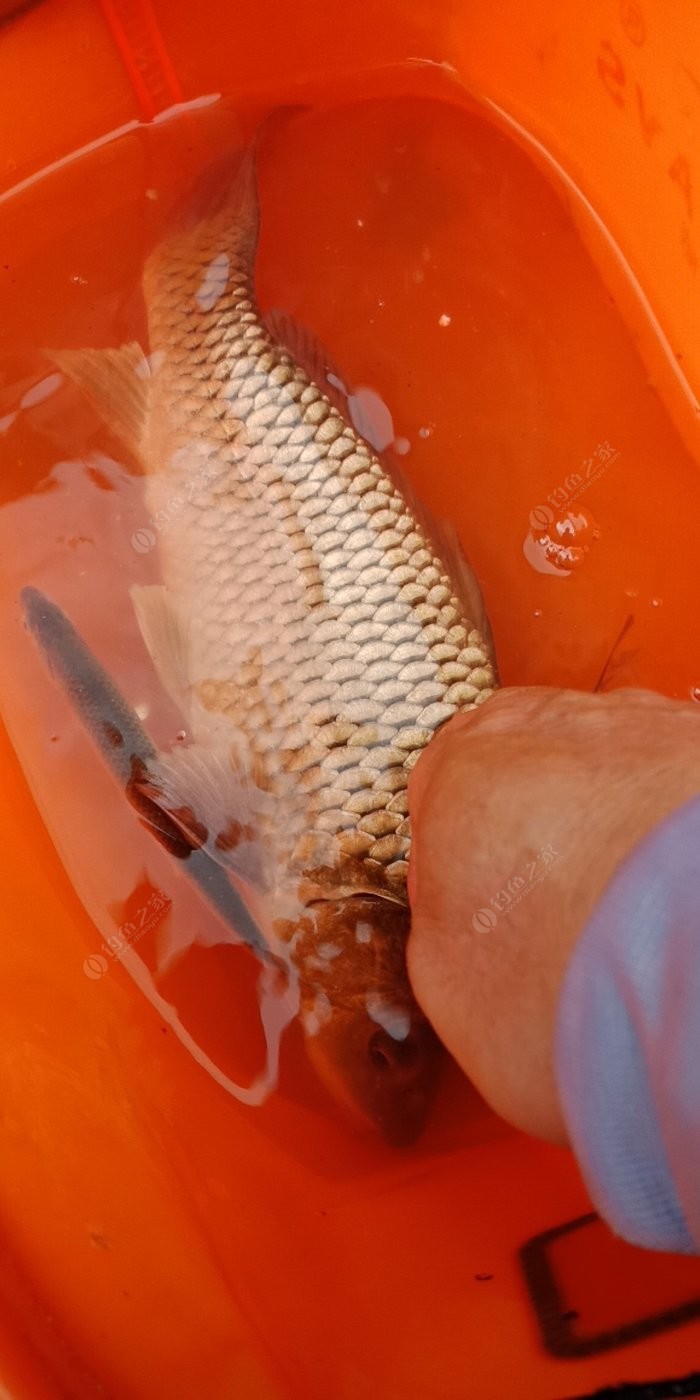 新手釣魚入門基本知識及相關資料知乎視頻；新手必看