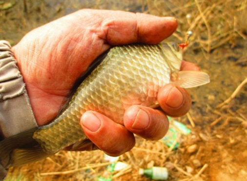 新手釣魚入門基本知識_釣魚新手入門基礎知識_釣魚入門新手知識基本教程