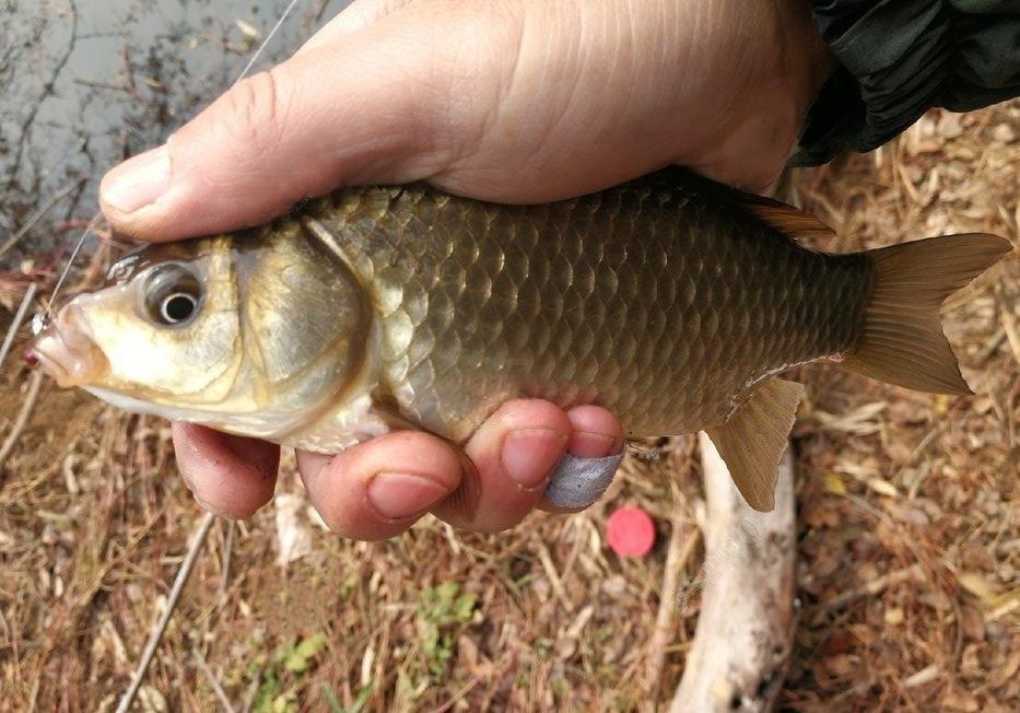 初冬釣鯽魚_初冬釣鯽魚是釣深還是釣淺_初冬釣大鯽魚